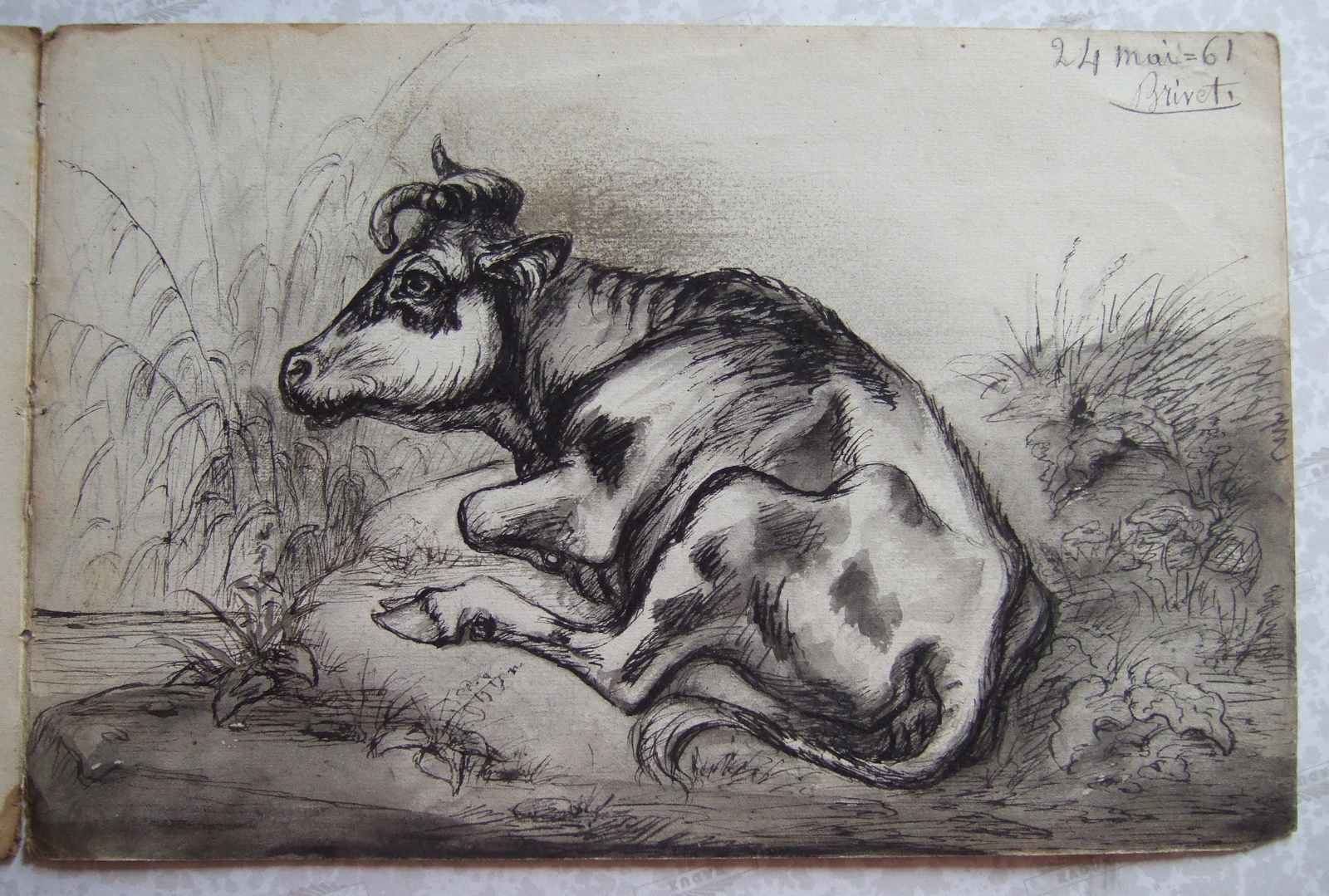 Vache couchée près d'un étang. (titre factice)