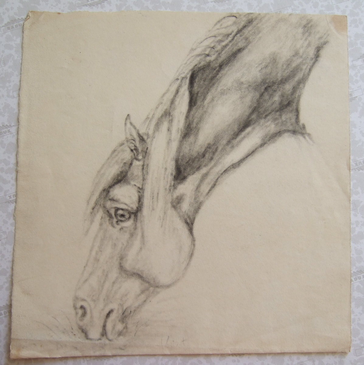 Tête de cheval broutant, tête et encolure tournées vers la gauche. (titre factice)