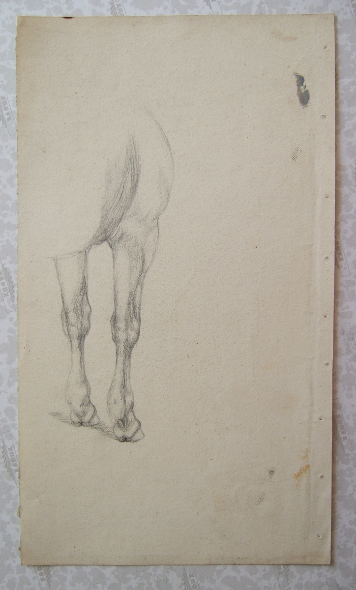 Antérieurs de cheval. (titre factice)