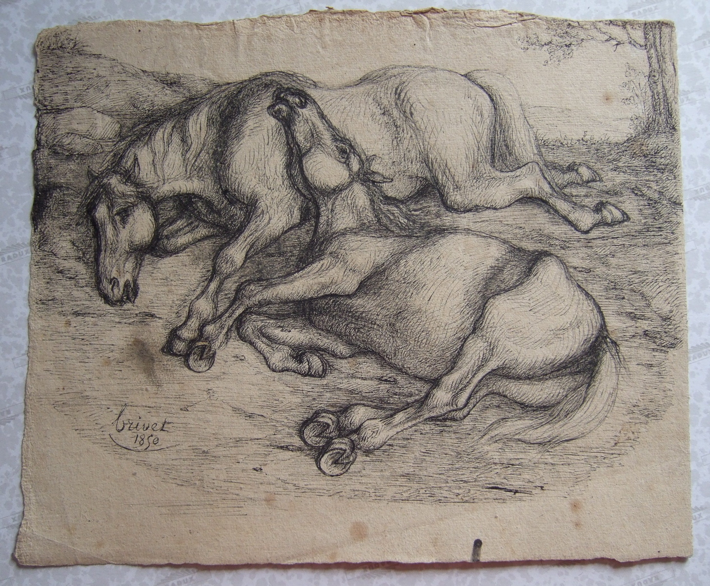 Deux chevaux couchés. (titre factice)