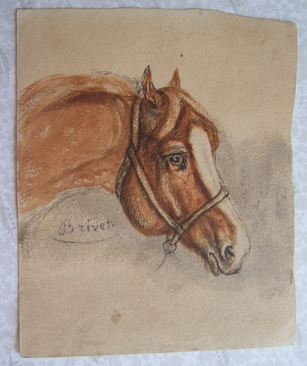 Tête de cheval alezan. (titre factice)