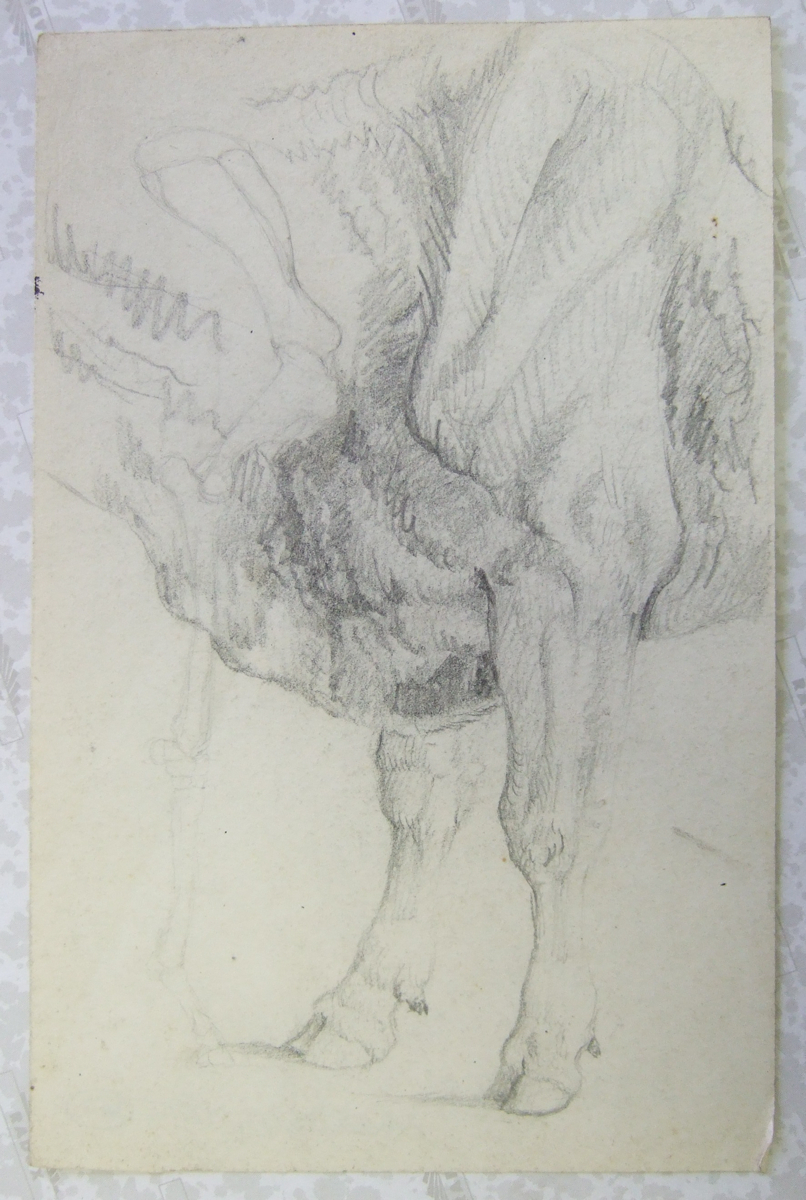 Antérieur et épaule d'une vache (détail). (titre factice)