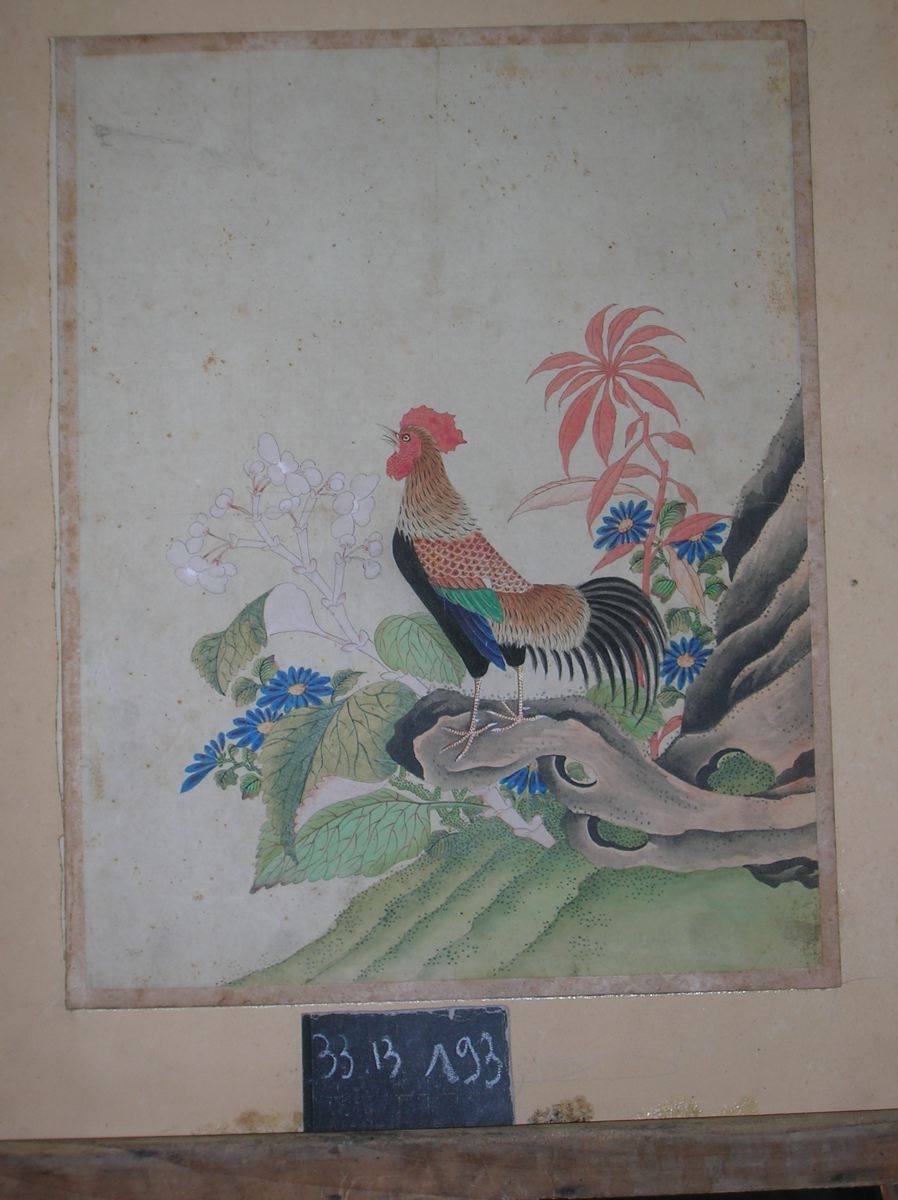 Coq parmi les rochers et les fleurs