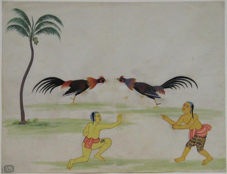 Combat de coqs