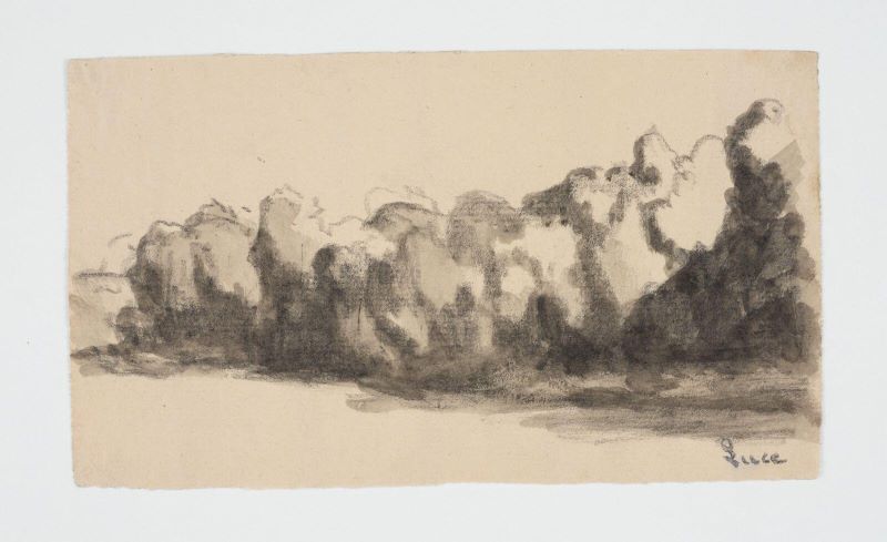 Arbres en bordure de fleuve