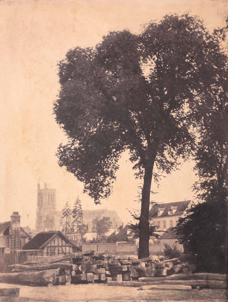 Troyes, grand orme du pont Saint-Dominique, effet d'été