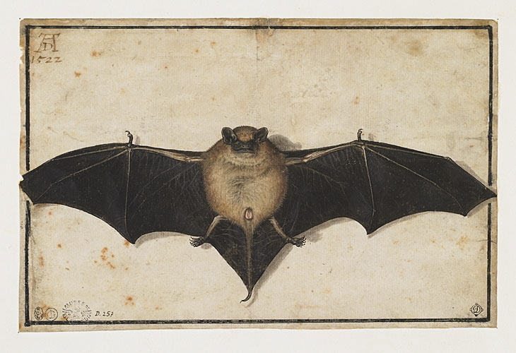 Chauve-souris