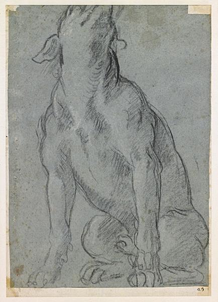 Etude d'anatomie d'homme (recto) ; Etude de chien (verso)