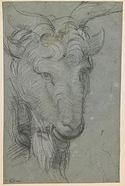 Tête de chèvre