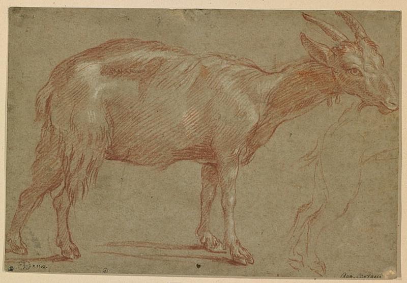 Etude d'une chèvre
