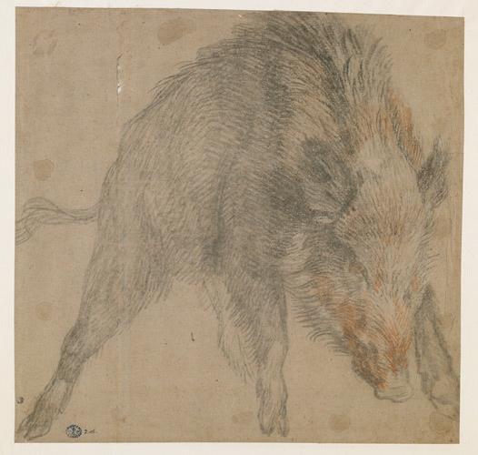 Etude de sanglier vu de face