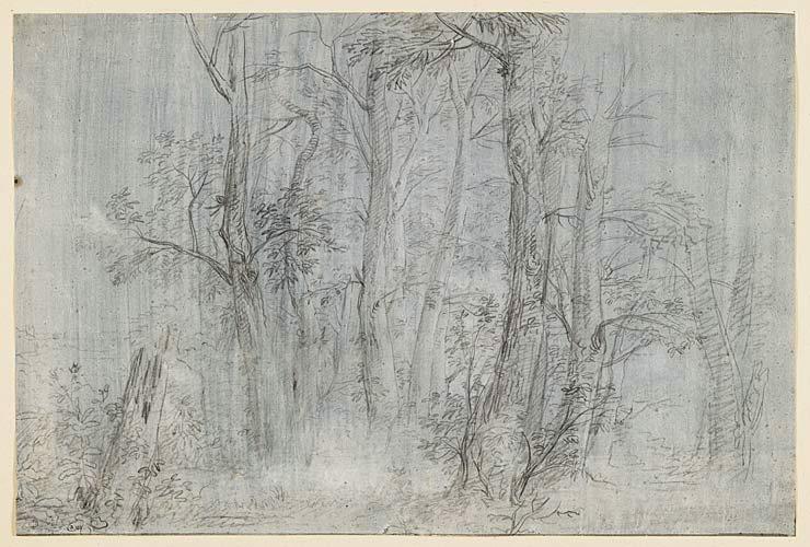 Vue d'un sous-bois