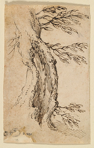 Etude d'un tronc d'arbre creux