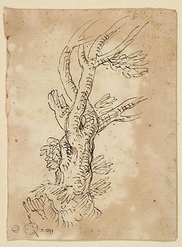 Etude d'un tronc d'arbre