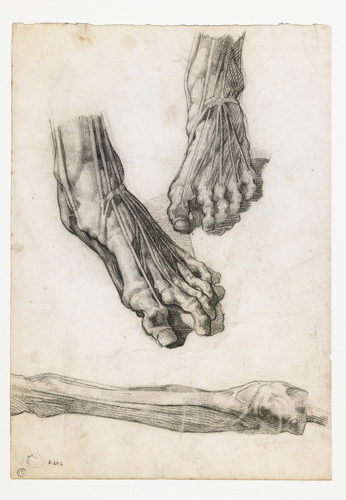 Etude de pieds et d'une jambe écorchés