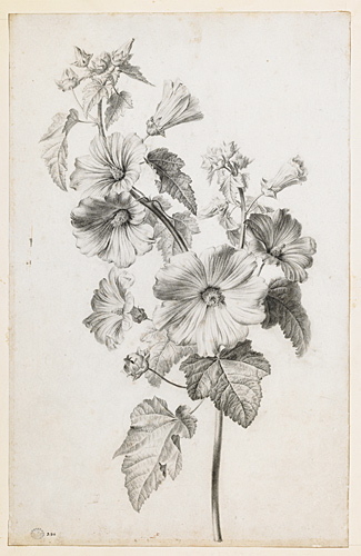 Branche de lavater à grandes fleurs