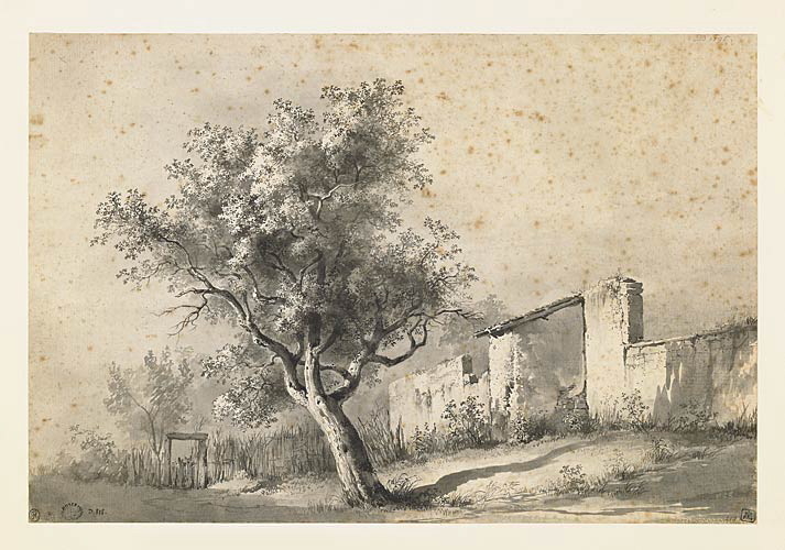 Etude d'arbre avec maison en ruine à côté