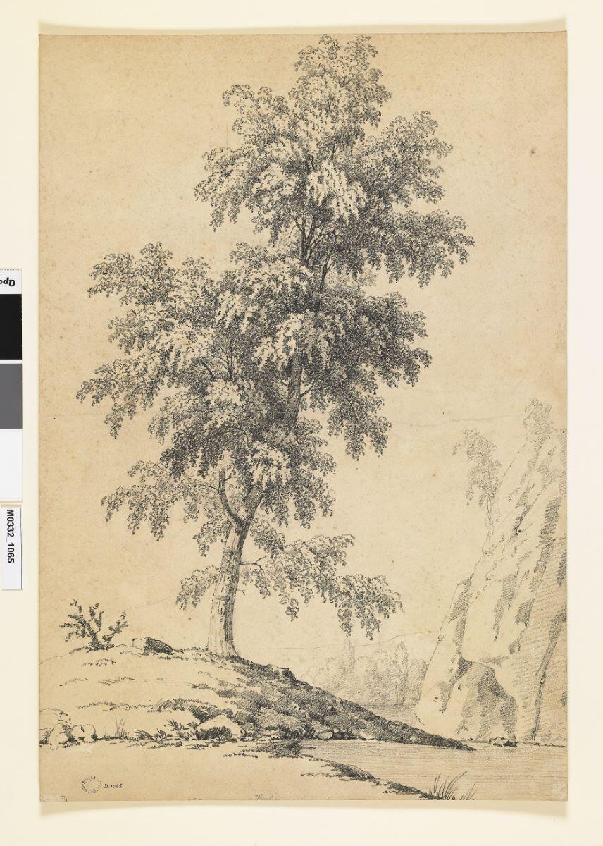 Etude d'un arbre dans une vallée rocheuse