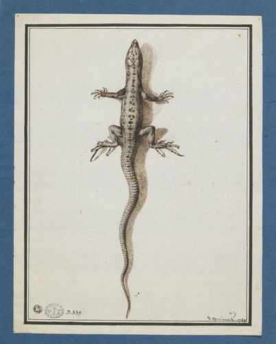 Etude de lézard