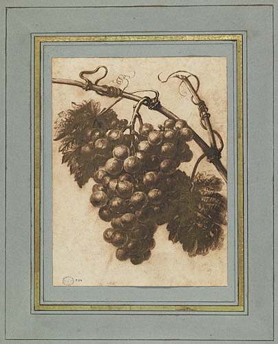 Etude d'une grappe de raisins