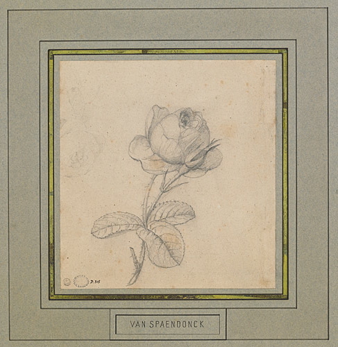 Etude d'une rose épanouie et d'un bouton