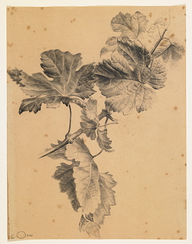 Etude d'une branche de vigne avec ses feuilles