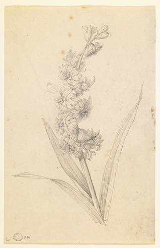 Etude d'une tige fleurie et de feuilles en "coupeaux"