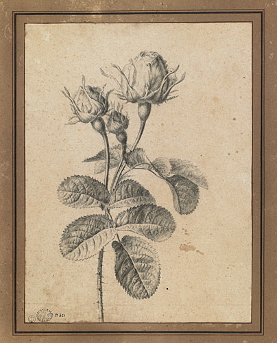 Etude de trois boutons de rose et de feuilles