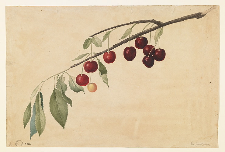 Une branche de cerisier avec neuf fruits et des feuilles