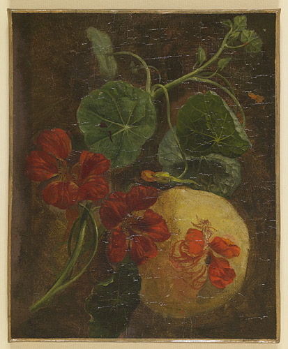 Etude de capucines