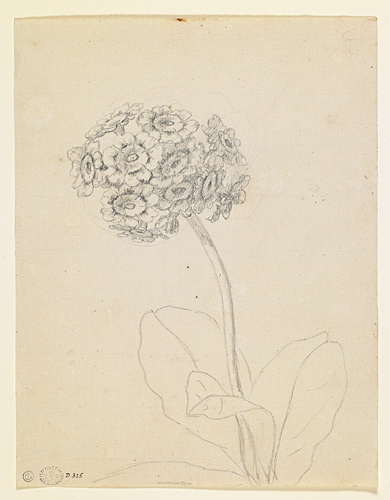 Etude de primevères