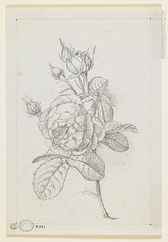 Etude d'une tige de roses