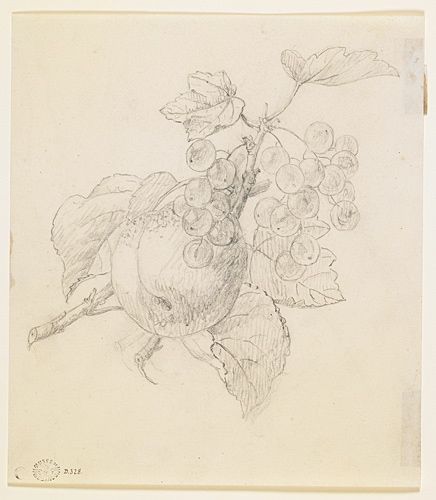 Etude de pomme et de raisins