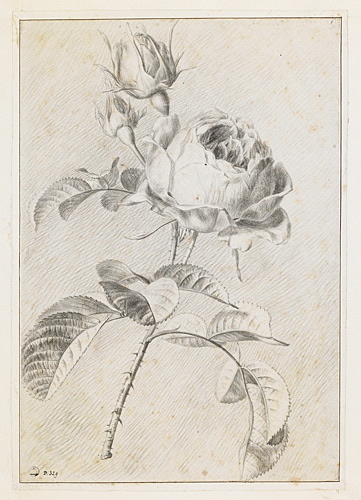 Etude de roses