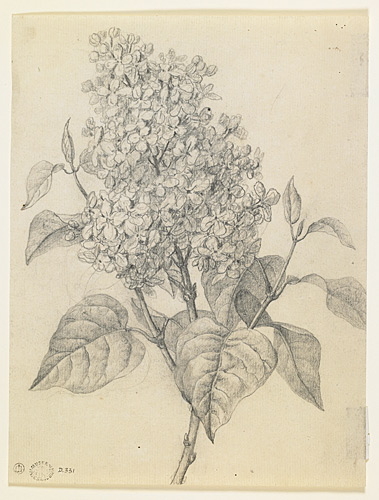 Etude d'une branche de lilas