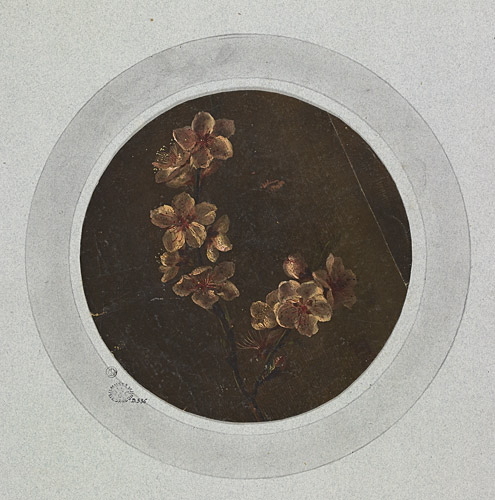 Etude de fleurs de pommier
