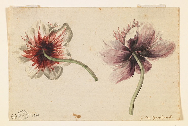 Etude de deux anémones