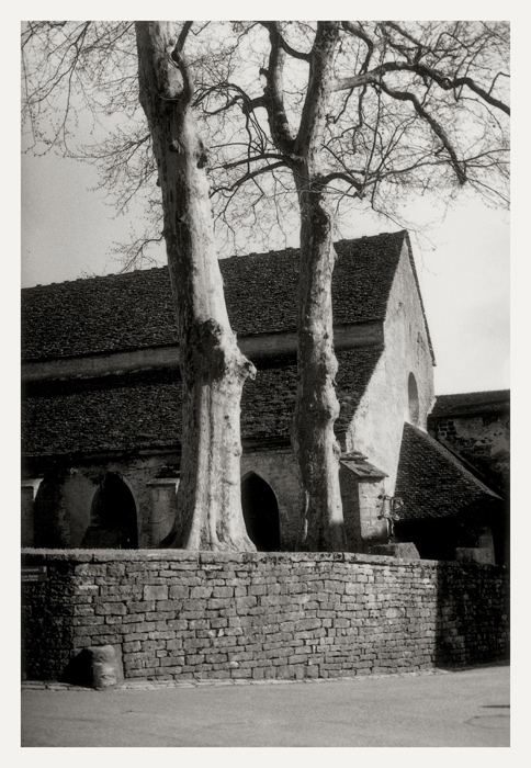 Château-Chalon 2009, deux grands arbres soutenus par un muret de pierres et vue d'une partie de l'église