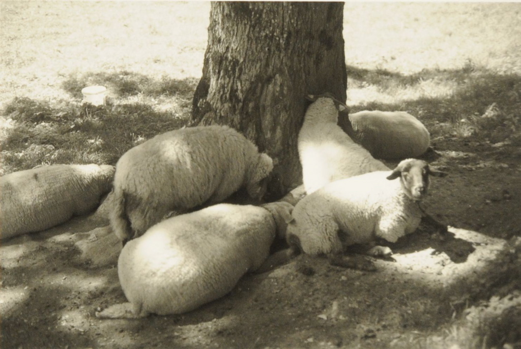 Moutons couchés au pied d'un arbre, 2008