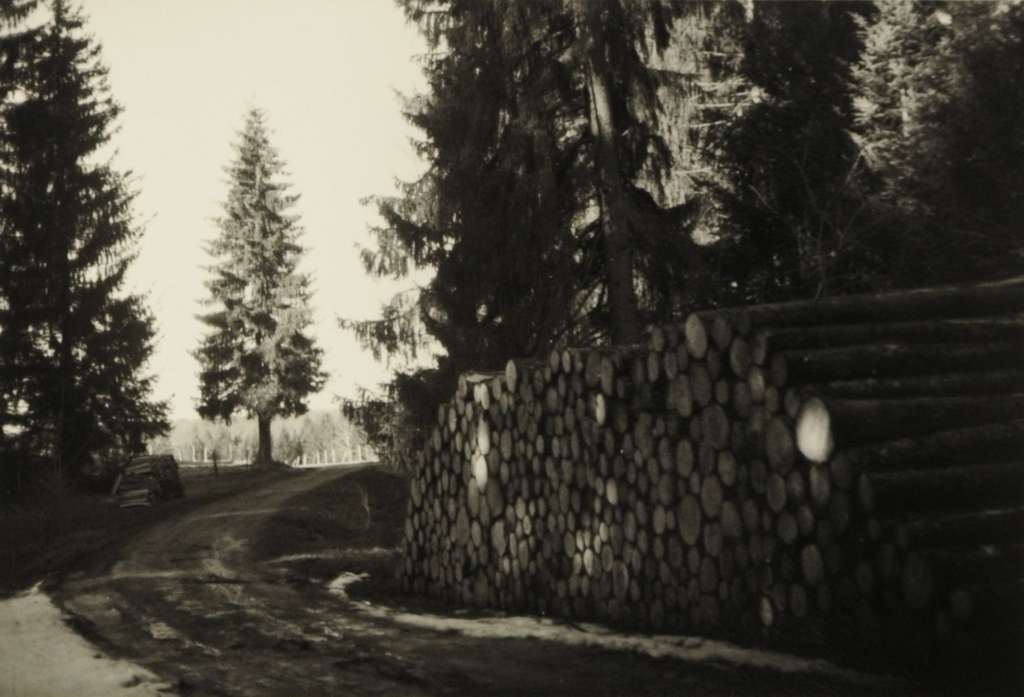 Région du château de Joux 2008 , chemin dans les sapins, sur la droite, grande pile de bois