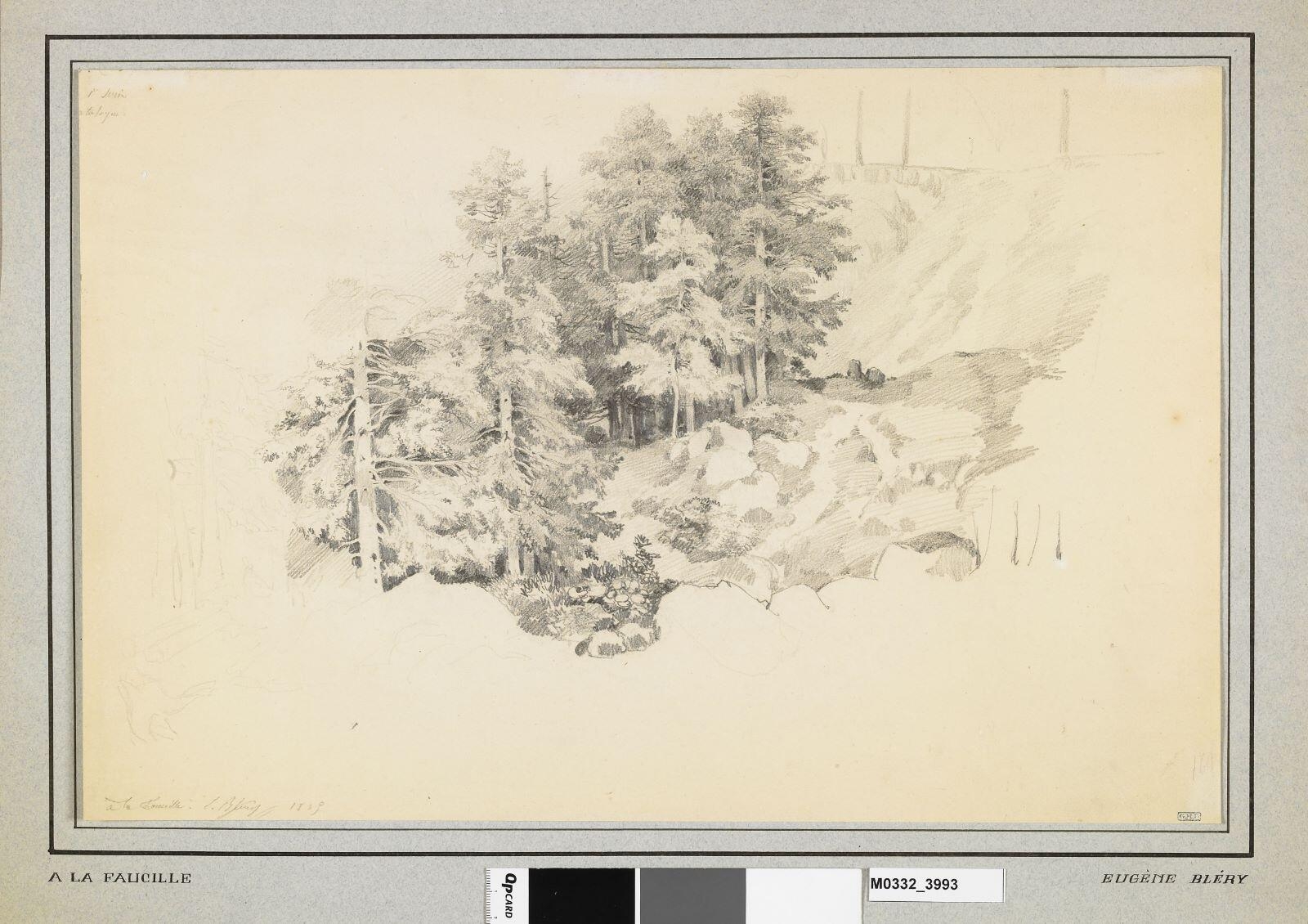 Etude d'arbres à la Faucille