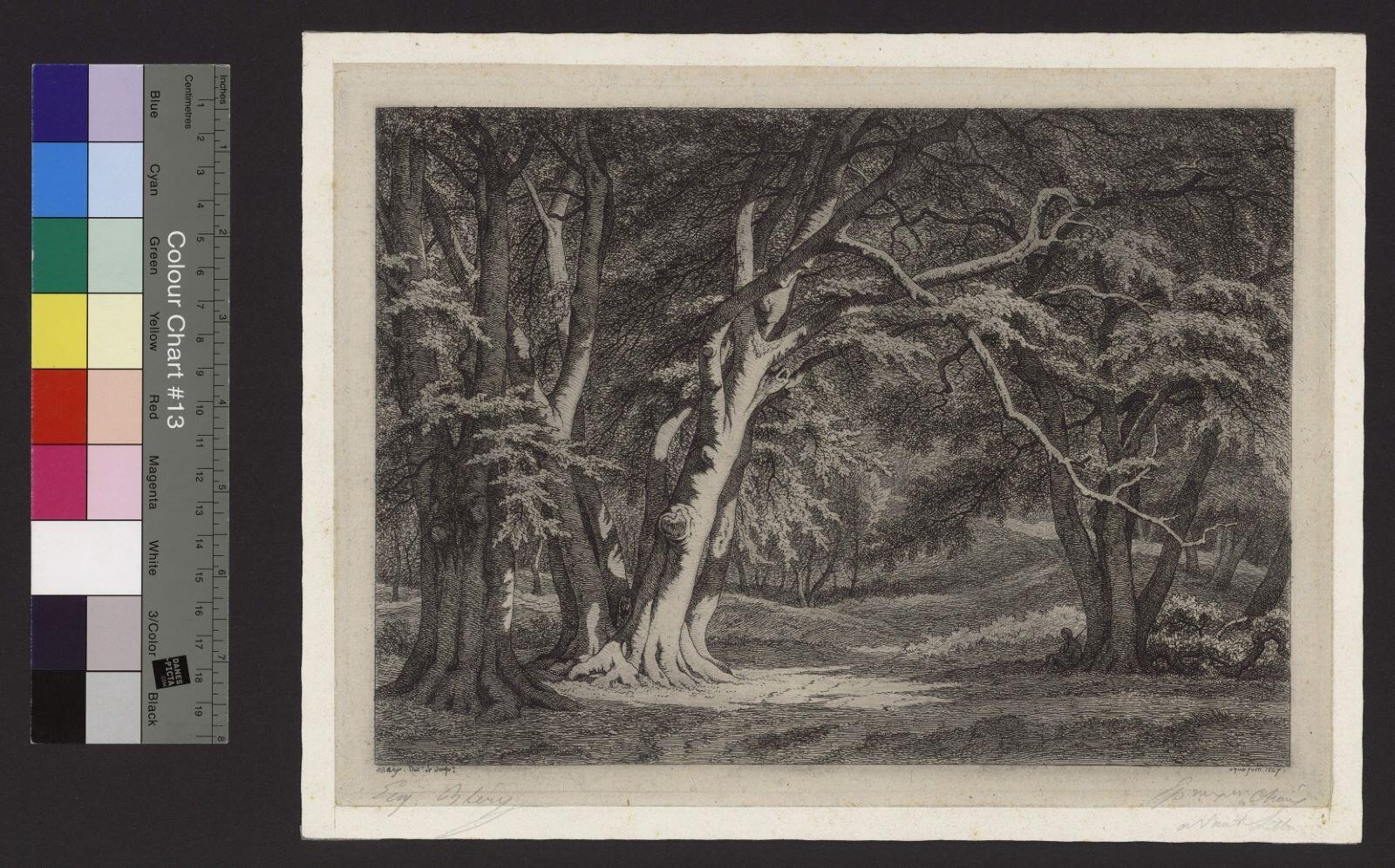 La Futaie de hêtres au Nid de l'aigle (Fontainebleau)