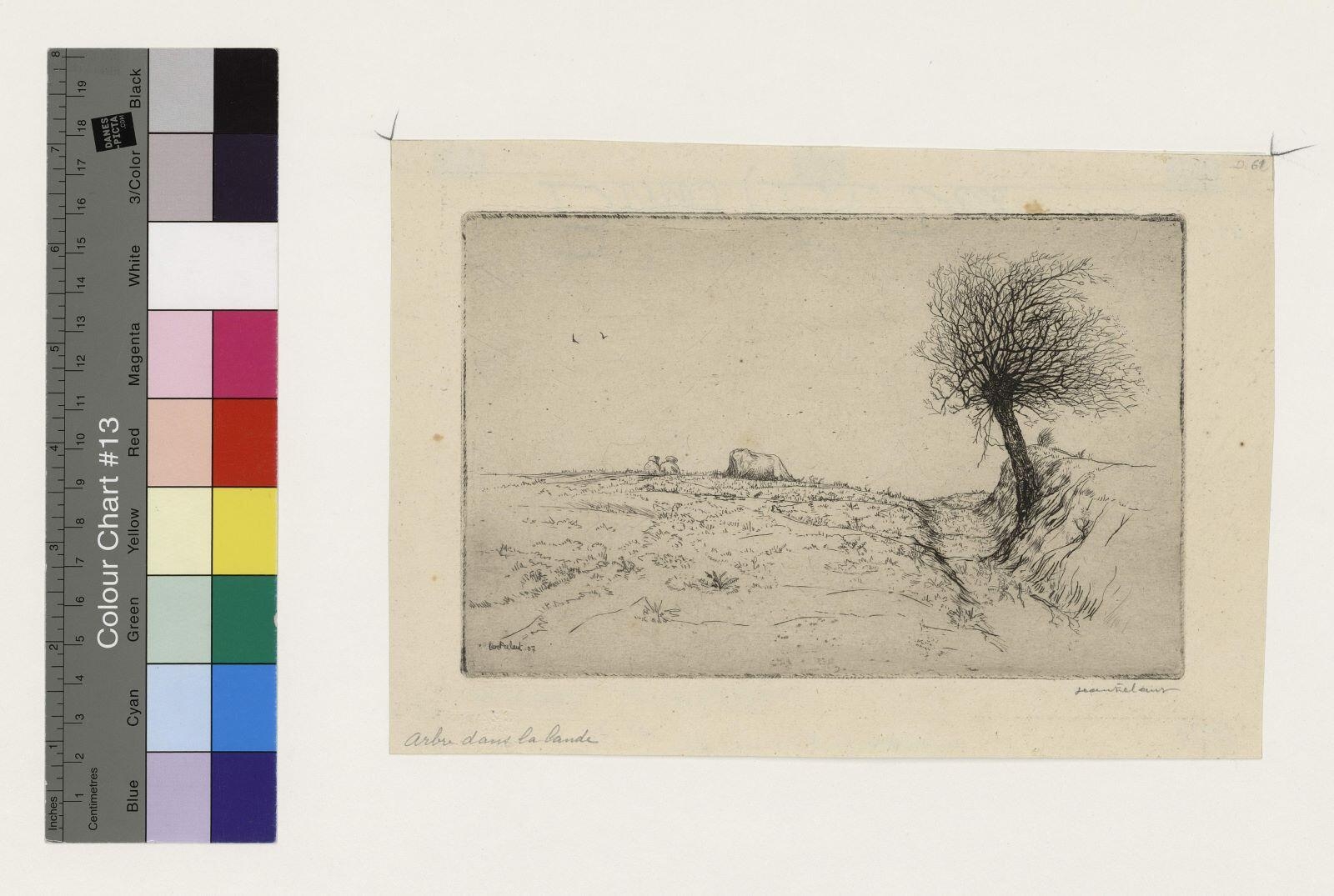 Arbre dans la lande