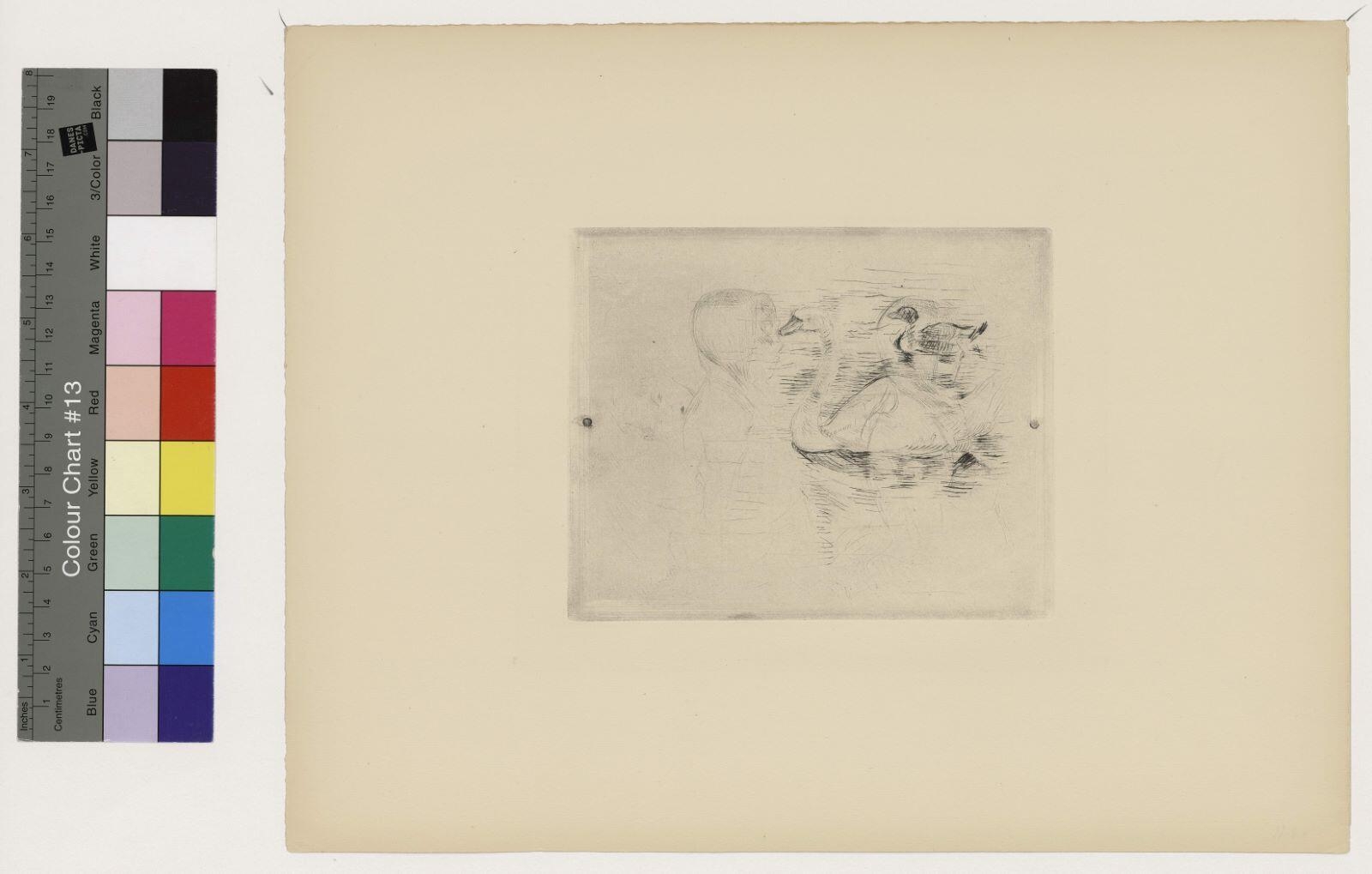 Cygne et canard dit aussi Le Croquis ou Page de croquis