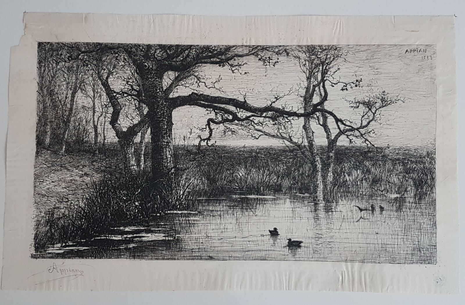 Etang aux canards (étang de Virieu, Ain)