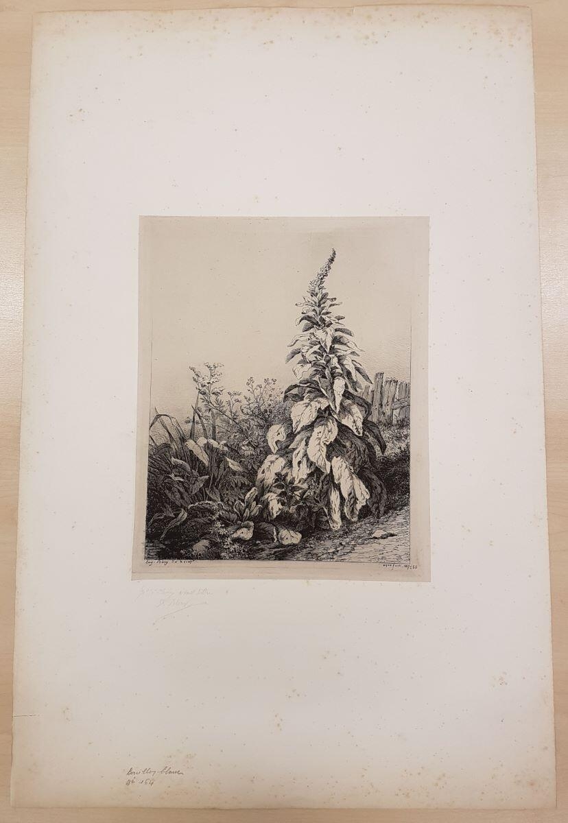 La molène ou bouillon blanc