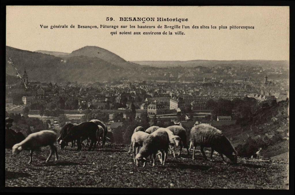 BESANÇON - Vue Générale de Besançon - Pâturage sur les hauteurs de Brégille