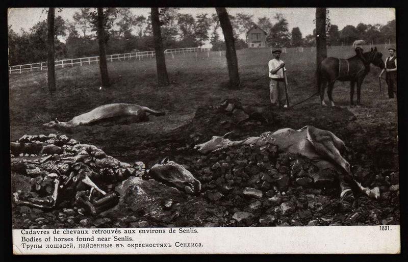 Cadavres de chevaux retrouvés aux environs de Senlis