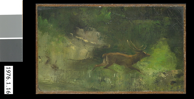 Cerf courant sous bois