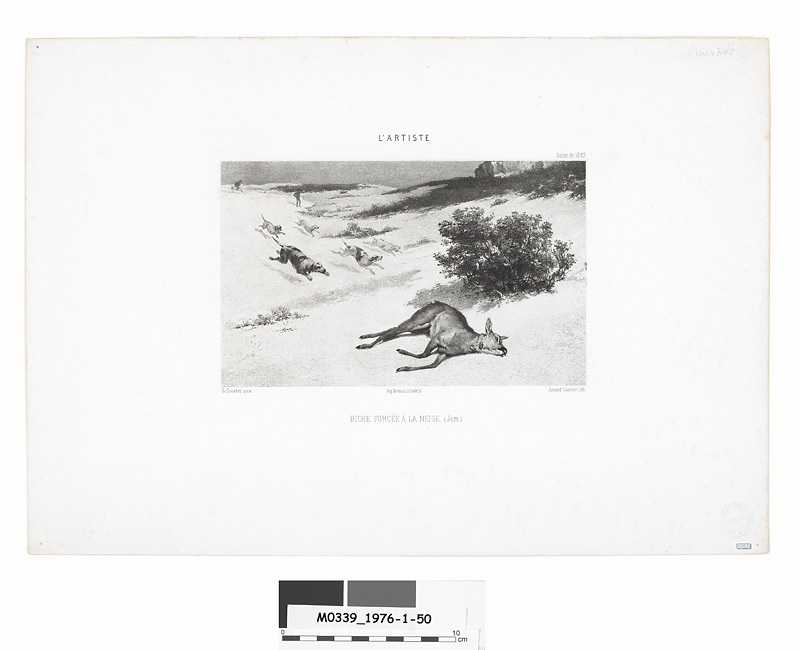Biche forcée à la neige